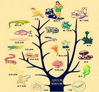 生命演变的过程图片（生命演化的过程说明了什么）-图3
