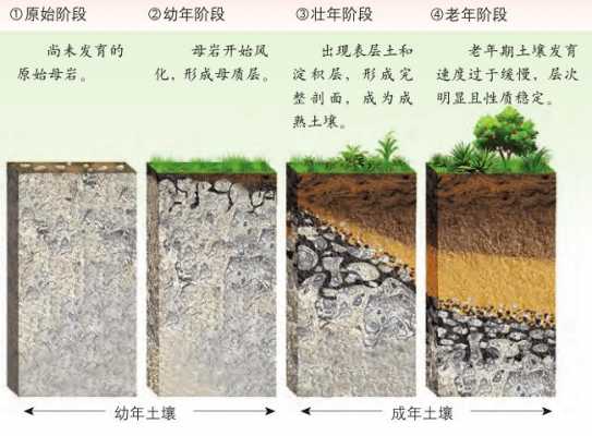 基本土壤形成过程（基本土壤成土过程）-图1