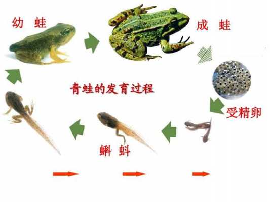关于青蛙的发育过程是的信息-图3