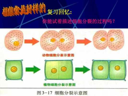 过程二表示生物细胞（生物过程是什么变化）-图2