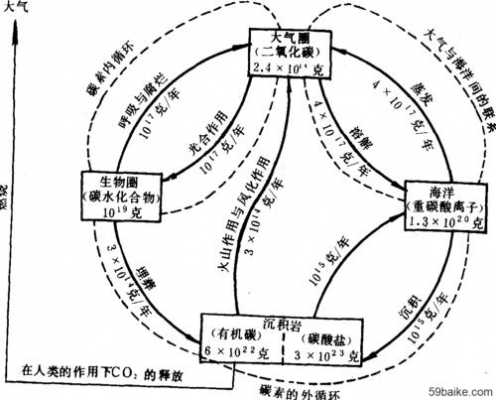 阐述碳素循环过程（碳素循环图）-图1