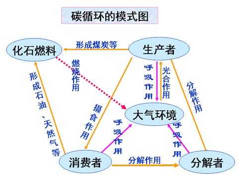 阐述碳素循环过程（碳素循环图）-图2