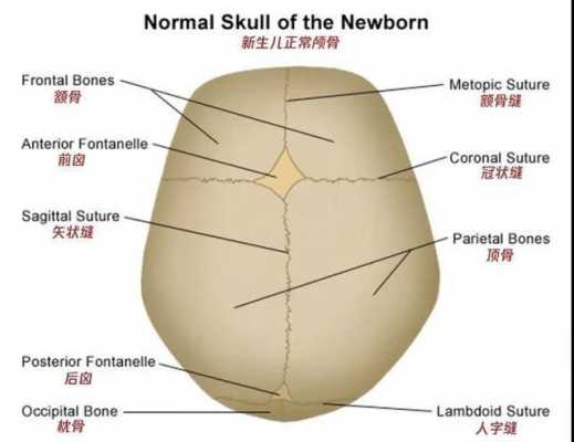 幼儿颅骨发育过程（幼儿的颅骨）-图3