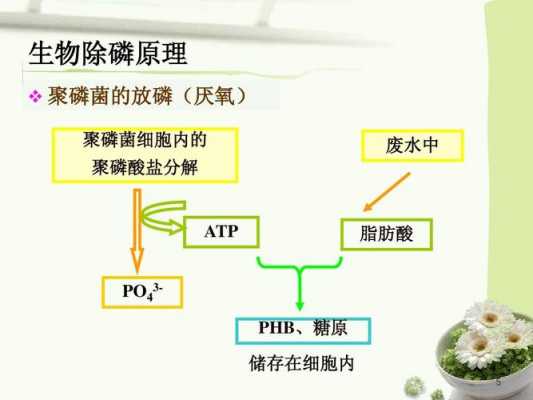 PHB分解过程（pbt分解产物）-图1