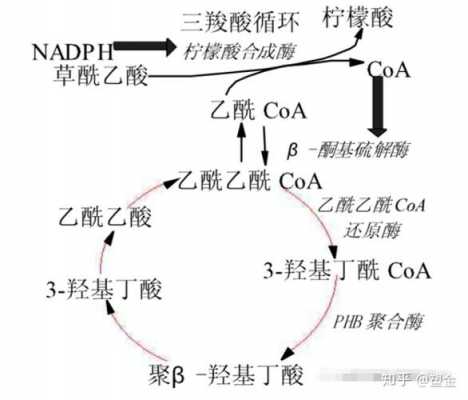 PHB分解过程（pbt分解产物）-图2