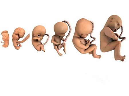 男胎儿发育过程图解（男孩胎儿发育过程图）-图3