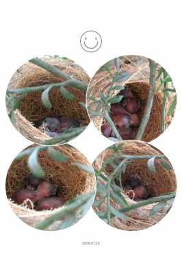 雏鸟生长过程（雏鸟生长过程图片）-图2
