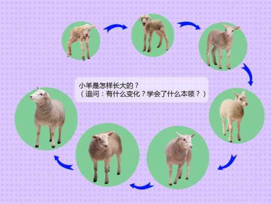 羊的生长变化过程（羊的生长阶段划分）-图1