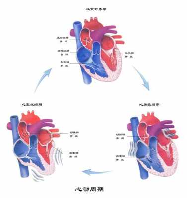 心脏充盈过程（心脏充盈过程图片）-图1