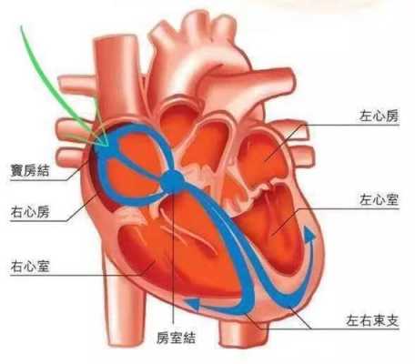 心脏充盈过程（心脏充盈过程图片）-图2