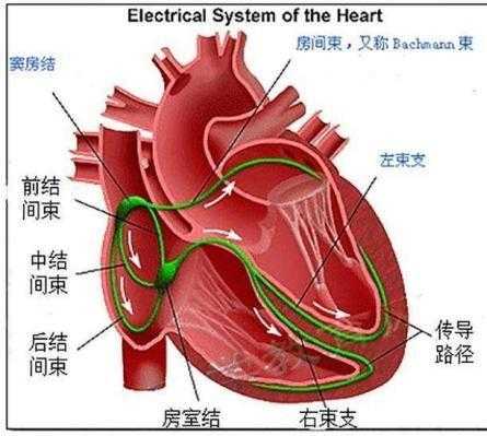 心脏充盈过程（心脏充盈过程图片）-图3
