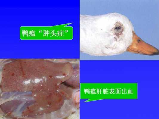 肉鸭预防过程（肉鸭中药预防配方）-图2