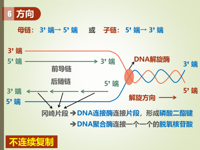 DNA复制过程3点（dna复制的三个过程）-图1
