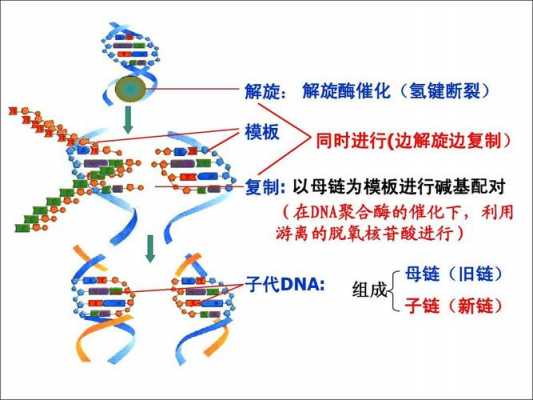 DNA复制过程3点（dna复制的三个过程）-图2
