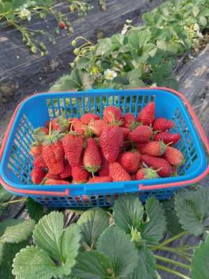摘草莓过程（摘草莓过程图片）-图3