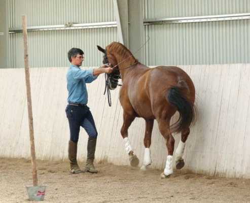 马的训练过程（马的训练过程图片）-图2