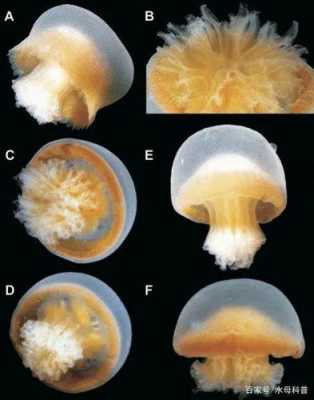 水母生长过程图片（水母生长过程介绍）-图3