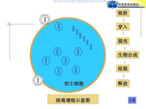 说明病毒的增殖过程（说明病毒的增殖过程有哪些）-图2