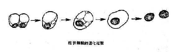 细胞退化过程（细胞退变）-图1