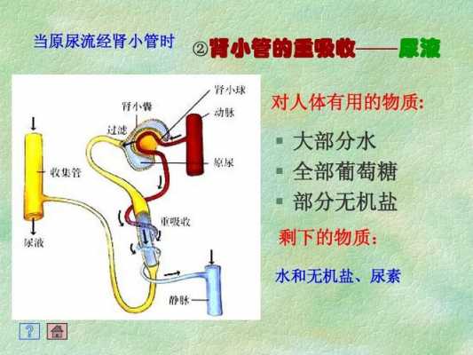 人体尿形成的过程（人体中尿的形成有哪几个基本过程）-图2