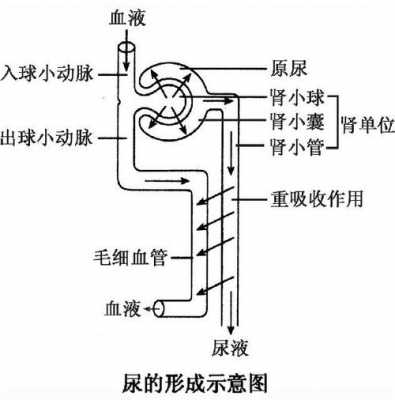 人体尿形成的过程（人体中尿的形成有哪几个基本过程）-图3