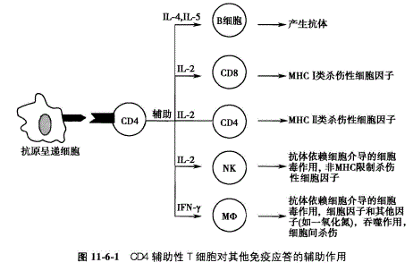免疫球应答基本过程（免疫球蛋白的机制）-图1