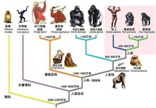 历史人类形成的过程（人类形成和发展的历史大约有多少万年）-图3