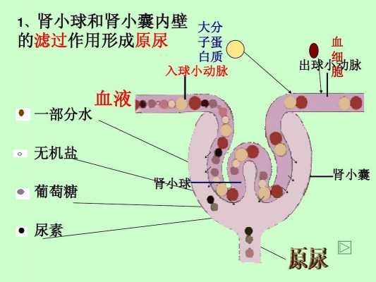 尿生成的基本过程（尿生成的基本过程包括哪三个环节）-图1