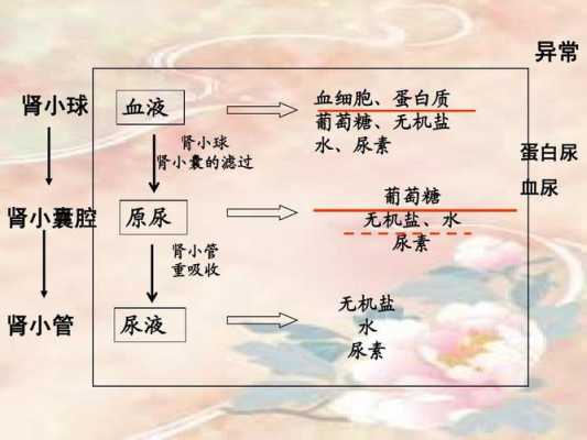 尿生成的基本过程（尿生成的基本过程包括哪三个环节）-图3