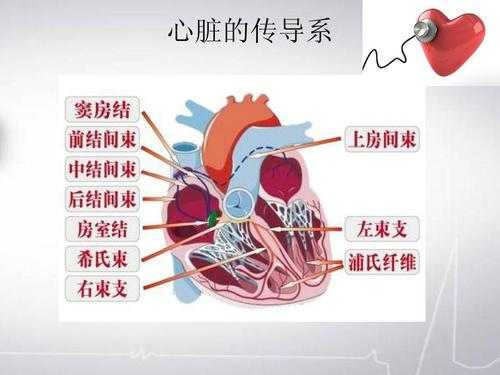 心脏电传导过程（心脏电传导途径）-图1