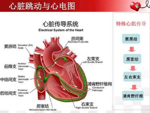 心脏电传导过程（心脏电传导途径）-图3