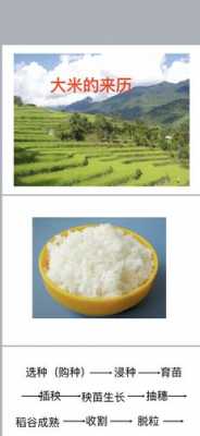 大米生长过程作文（大米成长过程）-图2