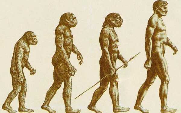 从猿到人进化过程视频（从猿到人的进化过程大致是怎样的?七下生物）-图3