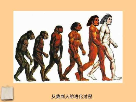 从猿到人进化过程视频（从猿到人的进化过程大致是怎样的?七下生物）-图1