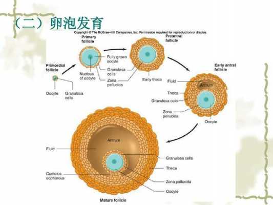 人类卵子形成过程（人的卵细胞形成过程）-图3