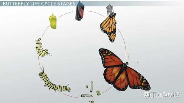 蝴蝶羽化过程（蝴蝶羽化过程图片）-图3