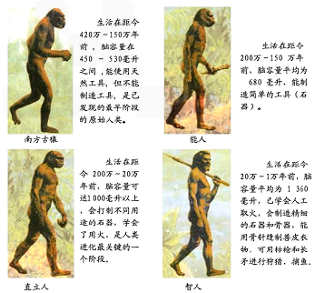 原始人类的变化过程（原始人类的发展）-图3