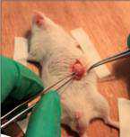 大鼠去卵巢手术过程（小鼠卵巢摘除视频）-图2