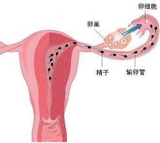 受精植入的过程（受精卵植入的部位是哪）-图2