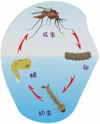 孑孓变蚊子的过程（孑孓是蚊子的幼虫,适于生活在水中）-图1