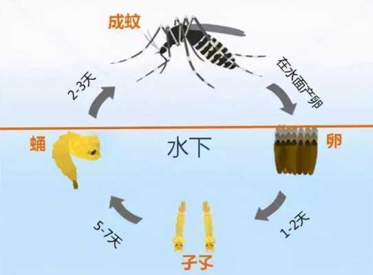孑孓变蚊子的过程（孑孓是蚊子的幼虫,适于生活在水中）-图2