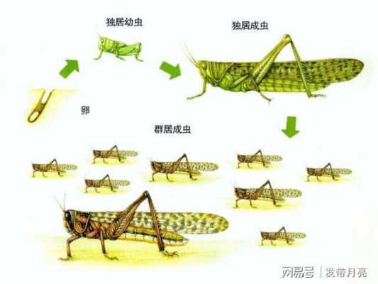 蝗虫发育过程属于（蝗虫发育过程属于完全变态发育吗）-图2