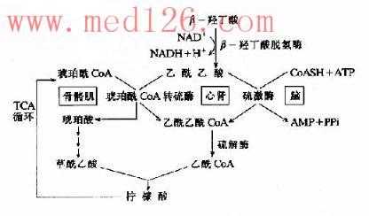 酮体的生成过程图（酮体生成的特点和意义）-图1