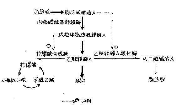 酮体的生成过程图（酮体生成的特点和意义）-图2