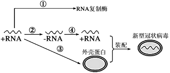 rrna的复制过程（rna复制过程视频）-图1