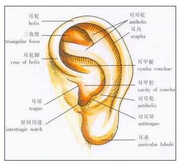 外耳作用的实验过程（外耳的主要功能）-图3