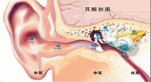 外耳作用的实验过程（外耳的主要功能）-图2
