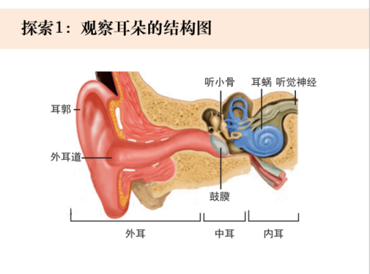 外耳作用的实验过程（外耳的主要功能）-图1