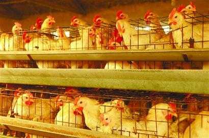肉食鸡养殖过程（肉食鸡养殖成本是多少）-图3