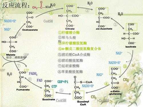 葡萄糖转化过程（葡萄糖转化过程图解）-图1